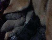 Doação de filhote de cachorro macho com pelo curto e de porte médio em Blumenau/SC - 28/07/2015 - 18524