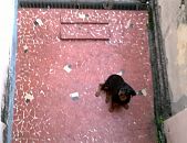Doação de cachorro adulto fêmea com pelo curto e de porte grande em Rio De Janeiro/RJ - 28/07/2015 - 18525