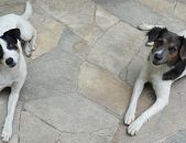 Doação de cachorro adulto fêmea com pelo curto e de porte pequeno em Rio De Janeiro/RJ - 23/08/2015 - 18939