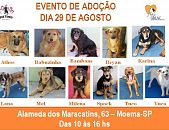 Doação de filhote de cachorro macho com pelo curto e de porte pequeno em São Paulo/SP - 27/08/2015 - 18968