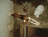 Doação de cachorro adulto macho com pelo curto e de porte médio em Rio De Janeiro/RJ - 24/10/2015 - 19772