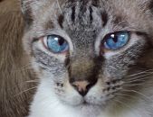 Doação de gato adulto macho com pelo curto e de porte pequeno em Descalvado/SP - 04/11/2015 - 19900