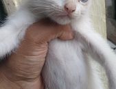 Doação de filhote de gato fêmea com pelo curto e de porte pequeno em São Paulo/SP - 16/11/2015 - 20092