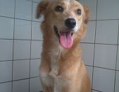 Doação de cachorro adulto fêmea com pelo curto e de porte médio em Rio De Janeiro/RJ - 06/05/2013 - 10392