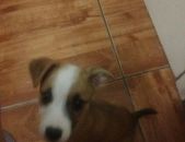 Doação de filhote de cachorro macho com pelo curto e de porte pequeno em Porto Alegre/RS - 22/11/2015 - 20174