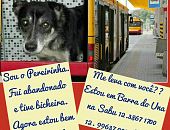 Doação de cachorro adulto macho com pelo longo e de porte médio em São Paulo/SP - 15/12/2015 - 20525