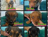 Doação de filhote de cachorro macho com pelo curto e de porte médio em Belo Horizonte/MG - 07/01/2016 - 20814