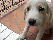 Doação de filhote de cachorro macho com pelo curto e de porte pequeno em São Paulo/SP - 13/01/2016 - 20891