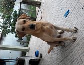 Doação de cachorro adulto macho com pelo curto e de porte grande em Iguaba Grande/RJ - 18/01/2016 - 20990