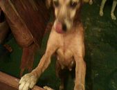 Doação de cachorro adulto macho com pelo curto e de porte médio em Nova Iguaçu/RJ - 24/01/2016 - 21084