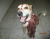 Doação de cachorro adulto fêmea com pelo curto e de porte médio em Belo Horizonte/MG - 25/01/2016 - 21107