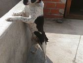 Doação de filhote de cachorro fêmea com pelo curto e de porte grande em São Paulo/SP - 10/04/2016 - 22540