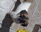 Doação de filhote de cachorro fêmea com pelo curto e de porte pequeno em Gravataí/RS - 15/04/2016 - 22610