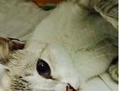 Doação de gato adulto fêmea com pelo curto e de porte pequeno em São Paulo/SP - 19/04/2016 - 22658