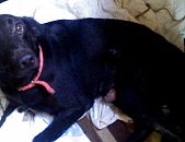 Doação de cachorro adulto macho com pelo curto e de porte médio em Porto Alegre/RS - 20/04/2016 - 22668