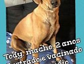 Doação de cachorro adulto macho com pelo curto e de porte médio em Belo Horizonte/MG - 26/04/2016 - 22732