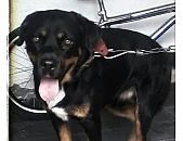 Doação de cachorro adulto macho com pelo curto e de porte médio em Rio De Janeiro/RJ - 27/04/2016 - 22742