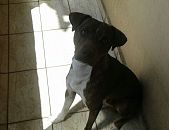 Doação de cachorro adulto macho com pelo curto e de porte pequeno em São Paulo/SP - 30/04/2016 - 22773