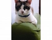Doação de gato adulto macho com pelo curto e de porte pequeno em São Paulo/SP - 30/04/2016 - 22774