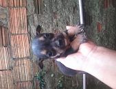 Doação de filhote de cachorro fêmea com pelo curto e de porte pequeno em Porto Alegre/RS - 15/05/2016 - 22927