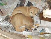 Doação de filhote de cachorro macho com pelo curto e de porte médio em Gravataí/RS - 18/05/2016 - 22949