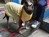 Doação de cachorro adulto fêmea com pelo curto e de porte pequeno em Rio De Janeiro/RJ - 23/05/2016 - 23002