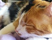 Doação de gato adulto fêmea com pelo curto e de porte pequeno em Blumenau/SC - 29/05/2016 - 23076