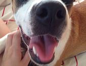 Doação de cachorro adulto fêmea com pelo curto e de porte médio em Taboão Da Serra/SP - 30/05/2016 - 23082