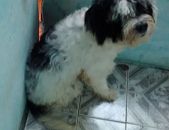 Doação de filhote de cachorro macho com pelo longo e de porte grande em Salvador/BA - 03/06/2016 - 23121