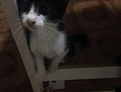 Doação de filhote de gato macho com pelo curto e de porte pequeno em Osasco/SP - 08/06/2016 - 23190