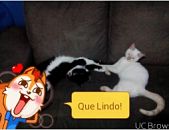 Doação de filhote de gato fêmea com pelo longo e de porte pequeno em Itapecerica Da Serra/SP - 17/06/2016 - 23246