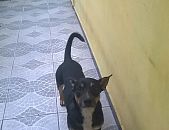 Doação de cachorro adulto macho com pelo curto e de porte médio em Ferraz De Vasconcelos/SP - 05/07/2016 - 23399