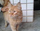 Doação de gato adulto fêmea com pelo curto e de porte pequeno em Belo Horizonte/MG - 22/07/2016 - 23609