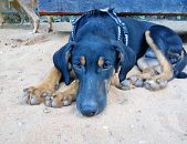 Doação de filhote de cachorro macho com pelo curto e de porte médio em Rio De Janeiro/RJ - 23/07/2016 - 23610