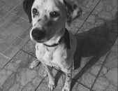 Doação de cachorro adulto fêmea com pelo curto e de porte médio em Rio Das Ostras/RJ - 24/07/2016 - 23628