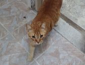 Doação de gato adulto macho com pelo curto e de porte médio em Rio De Janeiro/RJ - 12/08/2016 - 23825