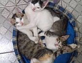 Doação de filhote de gato macho com pelo curto e de porte pequeno em Alvorada/RS - 17/08/2016 - 23865