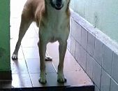 Doação de cachorro adulto macho com pelo curto e de porte médio em Rio De Janeiro/RJ - 21/08/2016 - 23887