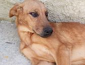 Doação de filhote de cachorro fêmea com pelo curto e de porte grande em Rio Manso/MG - 27/08/2016 - 23970