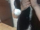 Doação de filhote de gato macho com pelo curto e de porte pequeno em São Bernardo Do Campo/SP - 13/09/2016 - 24130