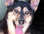 Doação de cachorro adulto fêmea com pelo longo e de porte médio em São Paulo/SP - 15/09/2016 - 24146