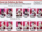 Doação de filhote de gato macho com pelo curto e de porte pequeno em São Paulo/SP - 18/09/2016 - 24158