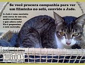 Doação de filhote de gato fêmea com pelo curto e de porte pequeno em São Paulo/SP - 18/09/2016 - 24162