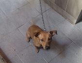 Doação de cachorro adulto macho com pelo curto e de porte pequeno em São João De Meriti/RJ - 21/09/2016 - 24186