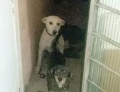 Doação de cachorro adulto fêmea com pelo curto e de porte grande em Belo Horizonte/MG - 23/09/2016 - 24199