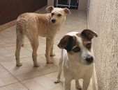 Doação de cachorro adulto fêmea com pelo curto e de porte pequeno em São Bernardo Do Campo/SP - 28/09/2016 - 24236