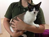 Doação de gato adulto fêmea com pelo curto e de porte pequeno em São Paulo/PR - 03/10/2016 - 24280