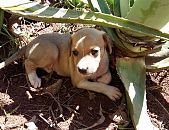 Doação de filhote de cachorro fêmea com pelo longo e de porte médio em Belo Horizonte/MG - 07/10/2016 - 24327