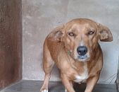 Doação de cachorro adulto fêmea com pelo curto e de porte médio em Bauru/SP - 15/10/2016 - 24376