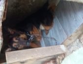 Doação de filhote de cachorro macho com pelo longo e de porte médio em Nilópolis/RJ - 16/10/2016 - 24381